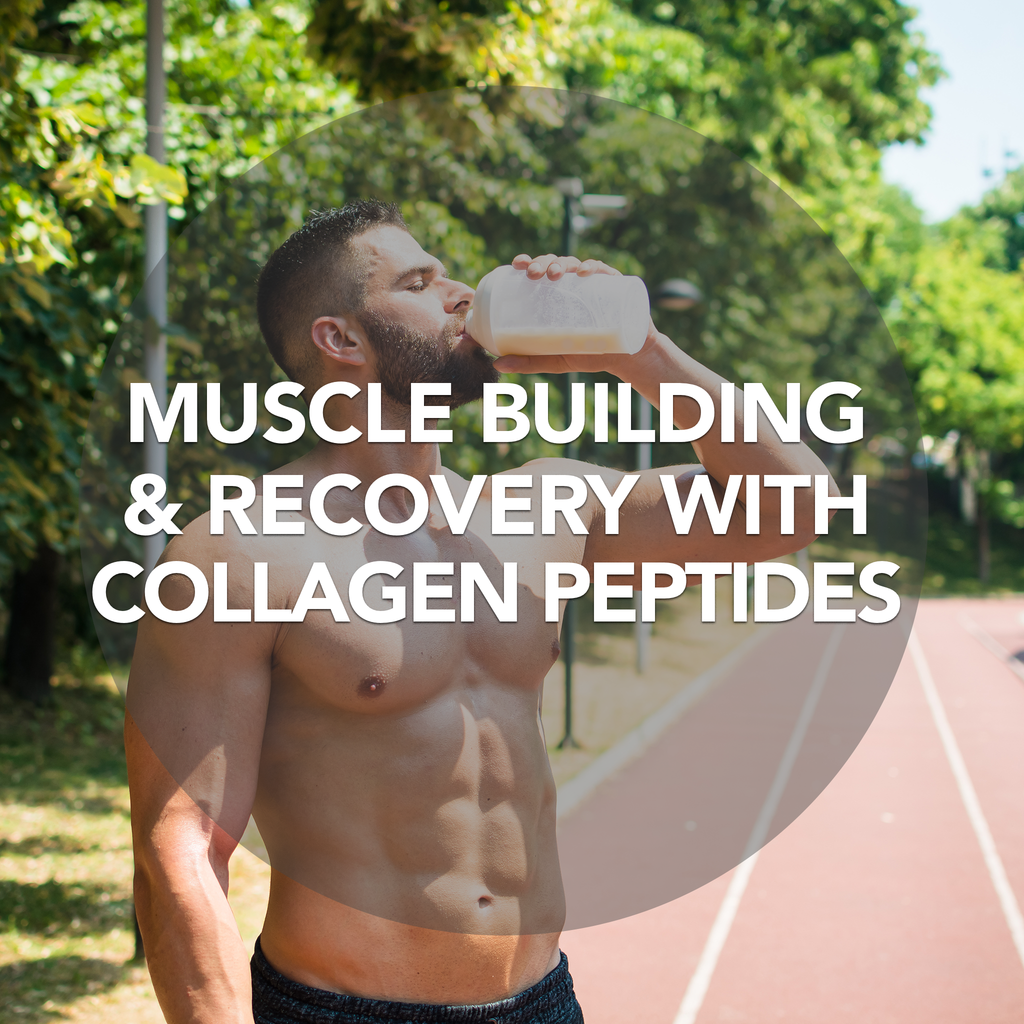 Muscle Building and Recovery with Collagen Peptides