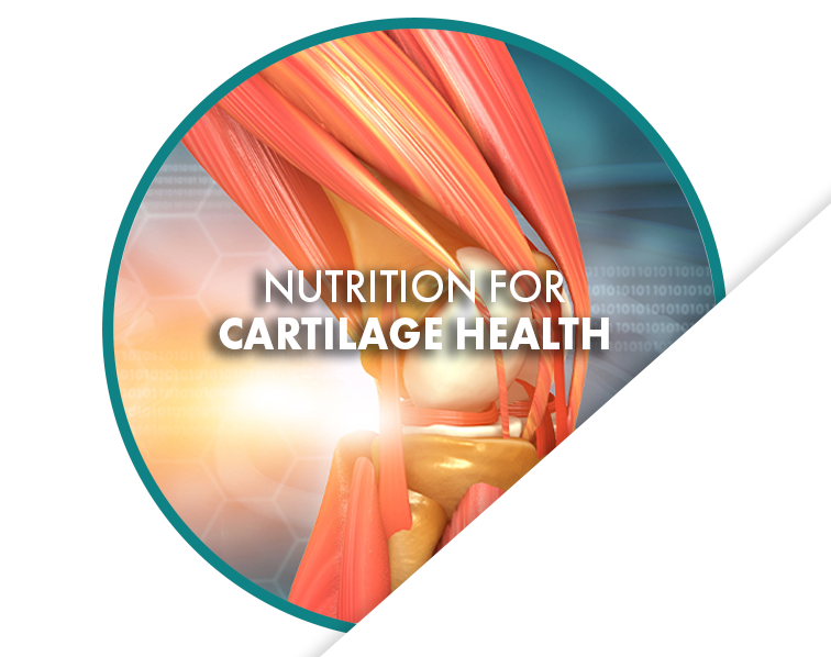 Nutrition for Cartilage Health freeshipping - Resync